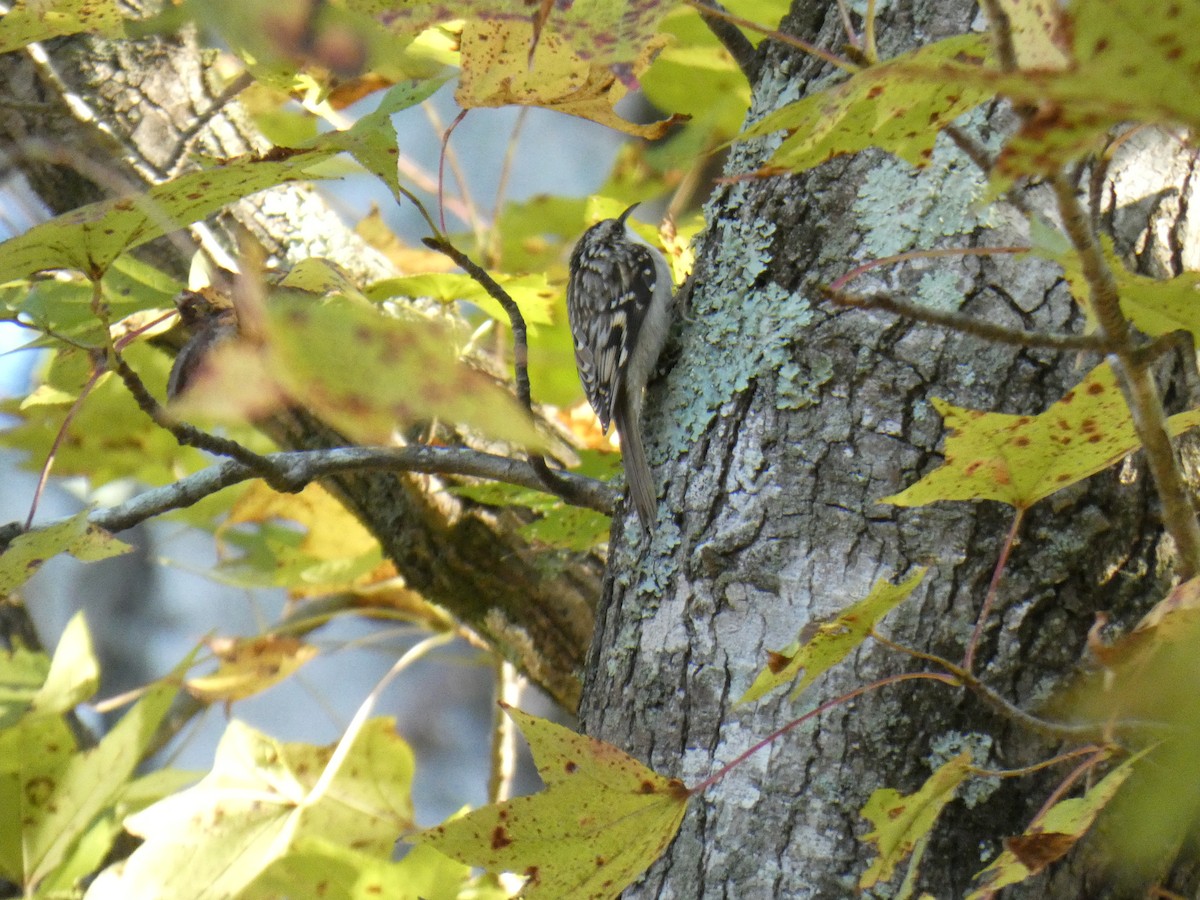 Brown Creeper - ML644676748