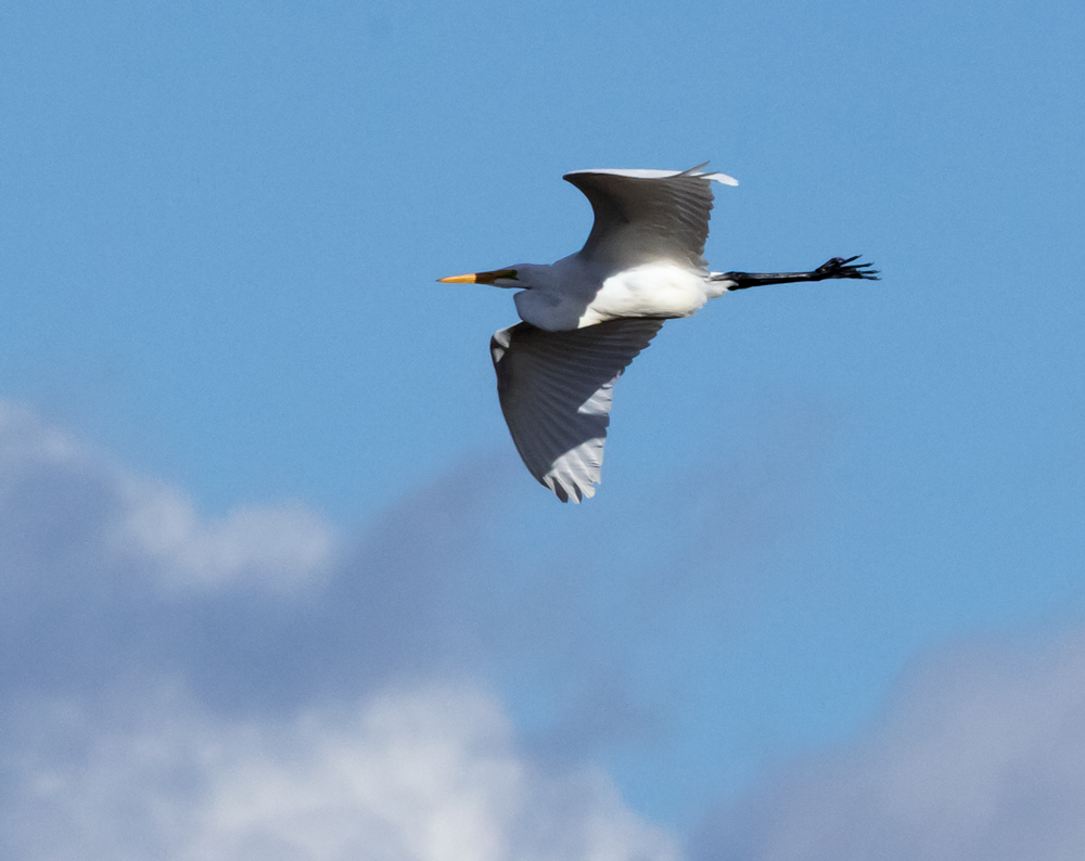 大白鷺 - ML644676780