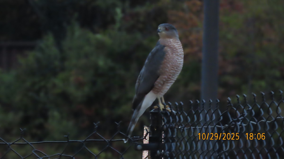 Куперов ястреб - ML644676781