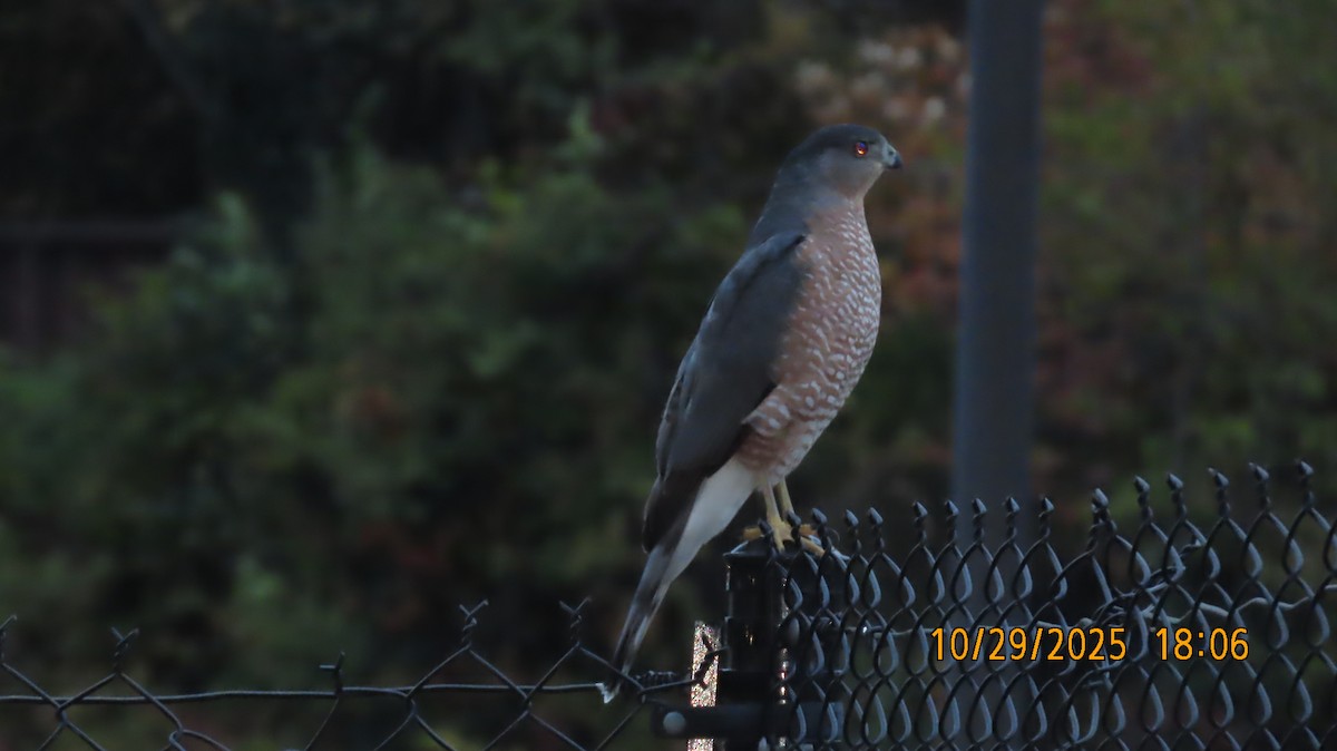 Куперов ястреб - ML644676782