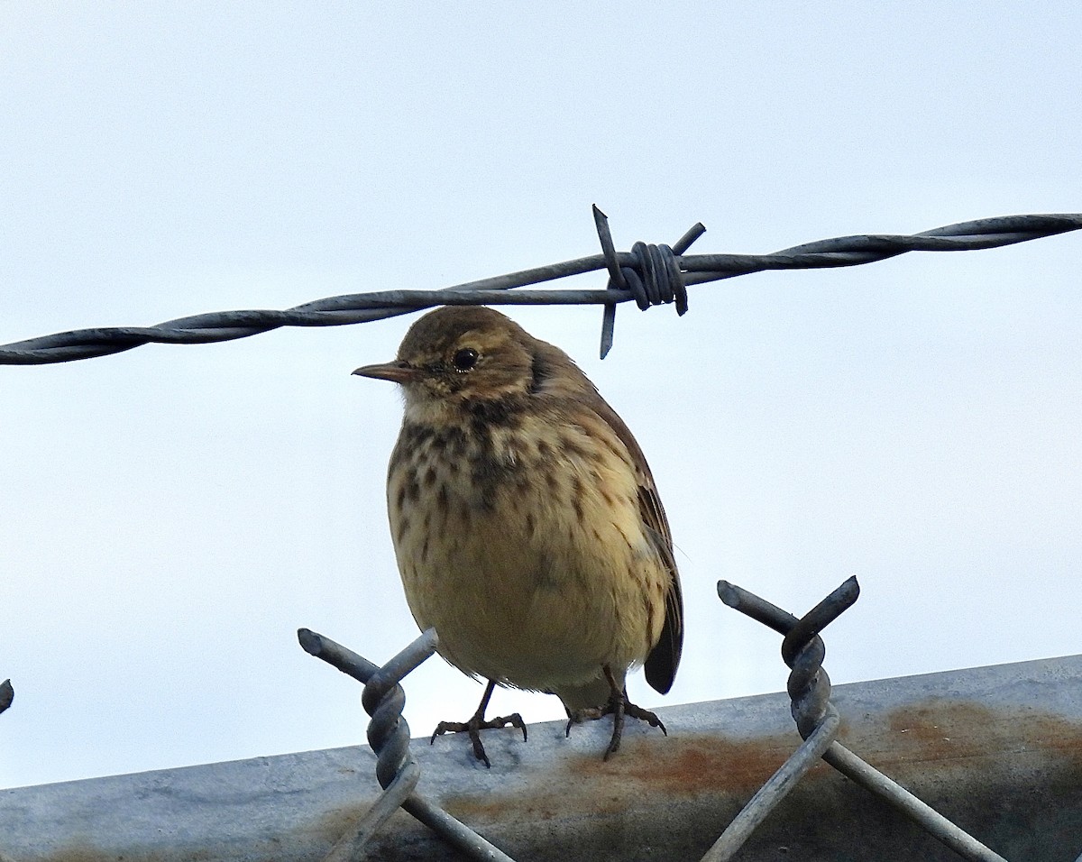 American Pipit - ML644676783