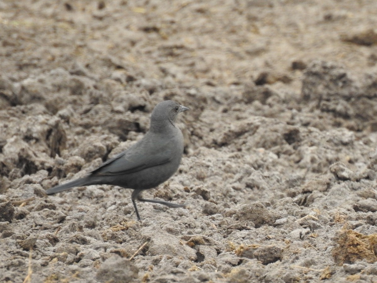 Brewer Karatavuğu - ML644676784