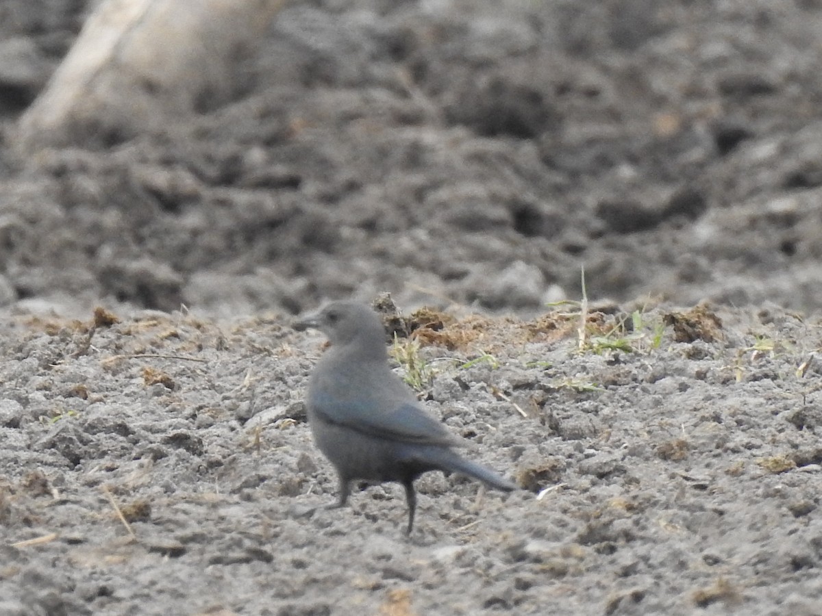 Brewer Karatavuğu - ML644676786