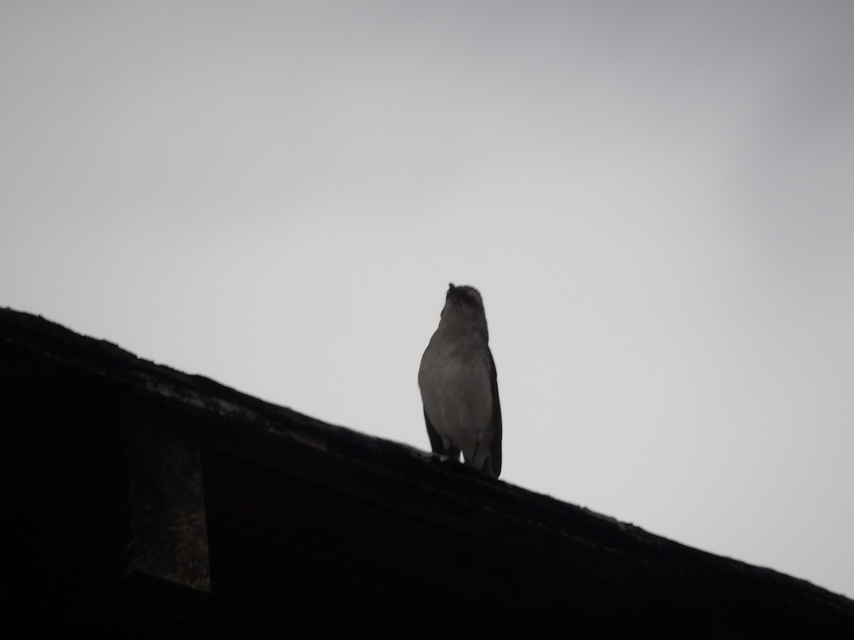 Tropikal Taklitçi [gilvus grubu] - ML644676787