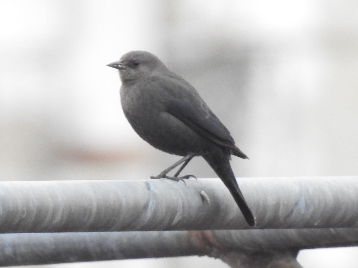 Brewer Karatavuğu - ML644676791