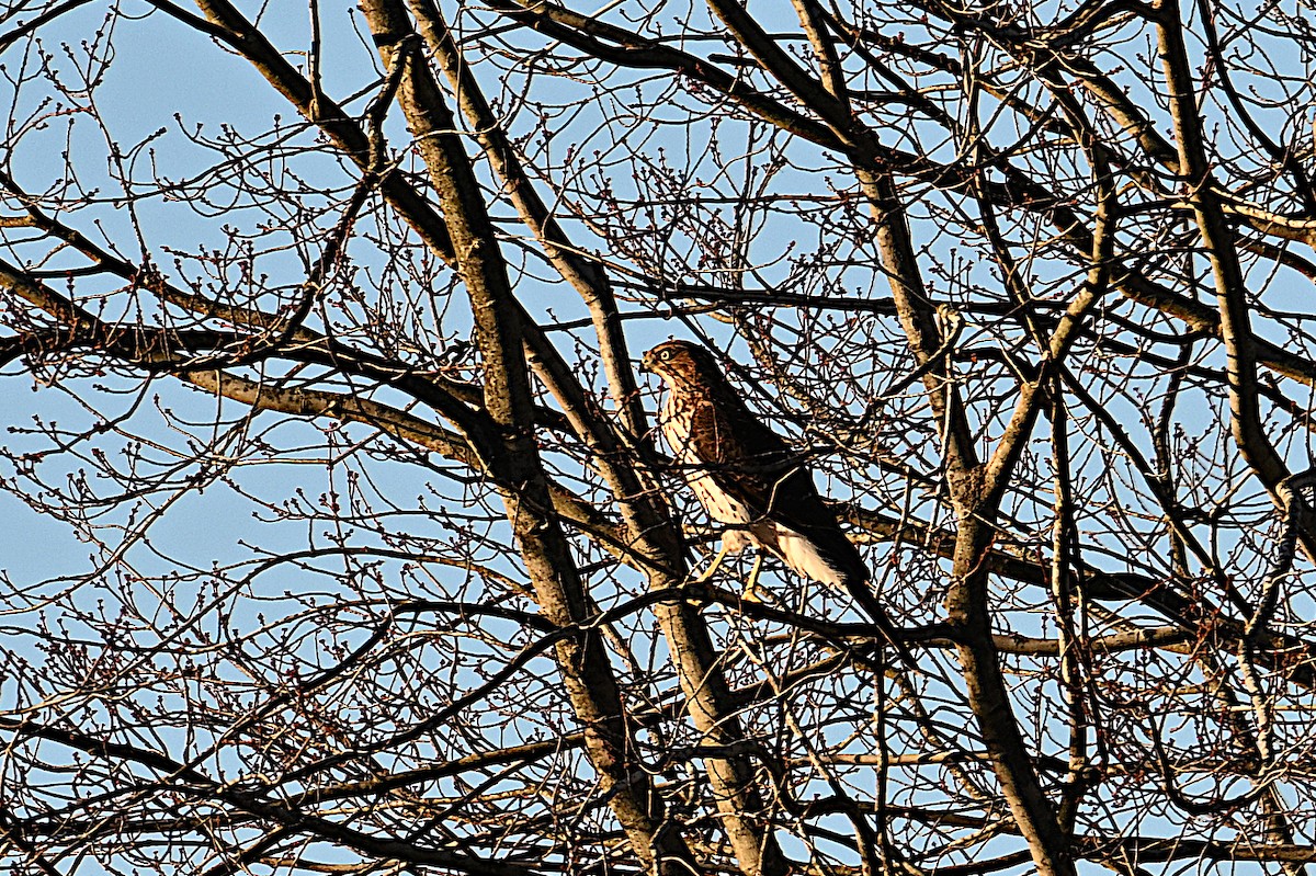 trostehauk - ML644676792