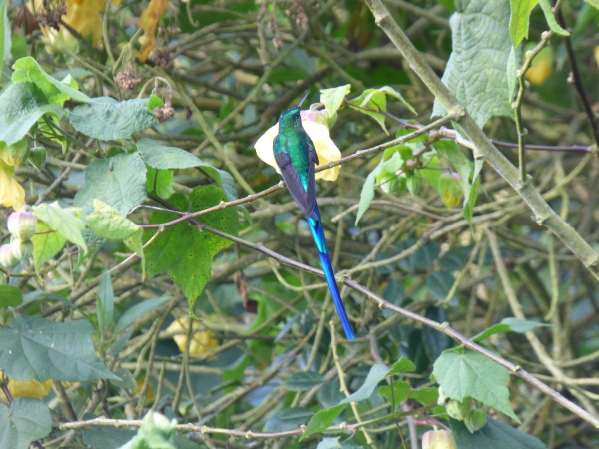 Long-tailed Sylph - ML644676796