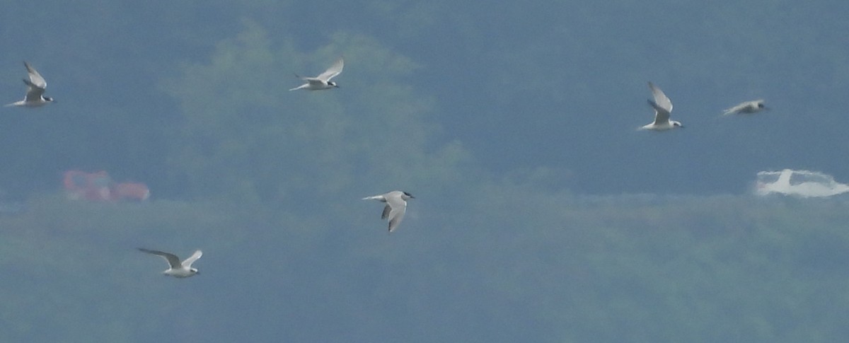 Txenada arrunta - ML644676804