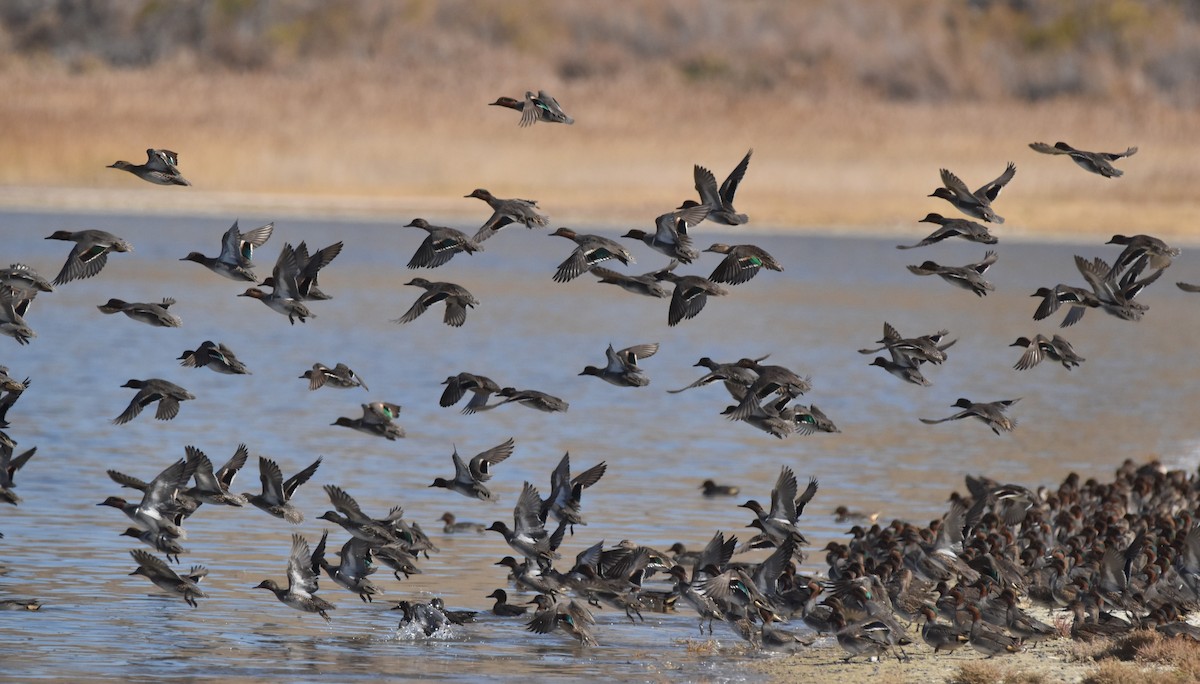 Çamurcun (carolinensis) - ML644676811