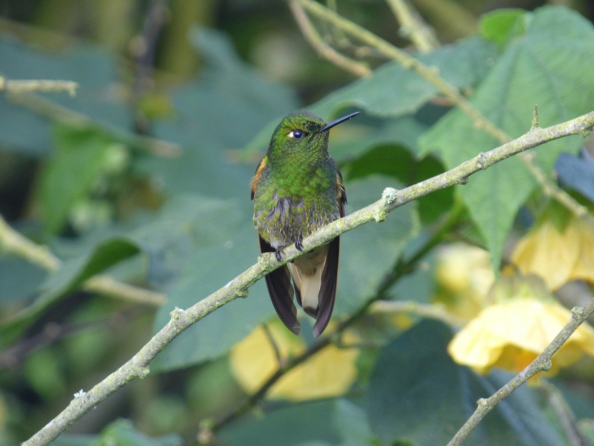 Buff-tailed Coronet - ML644676812