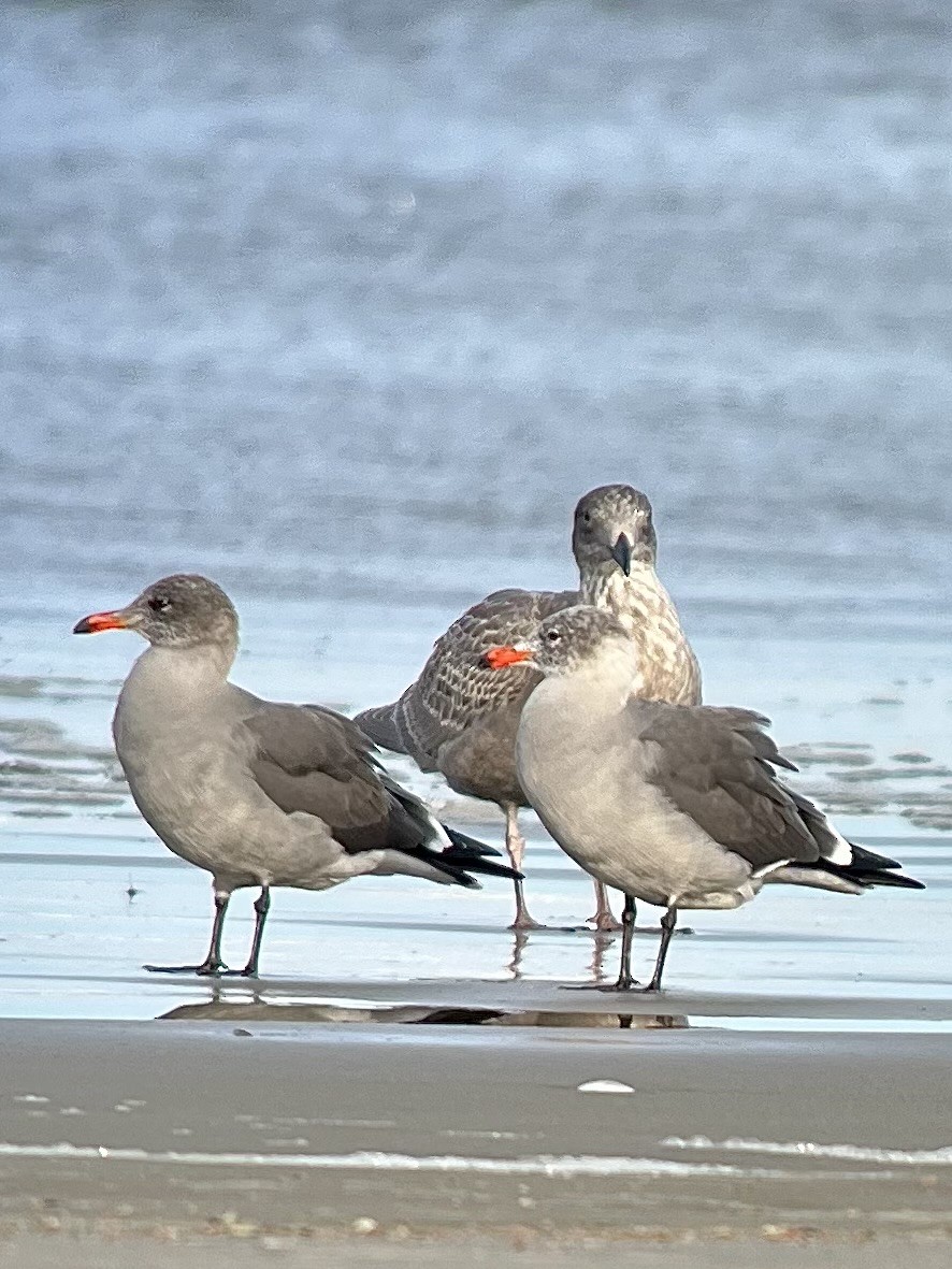 Heermann's Gull - ML644676819
