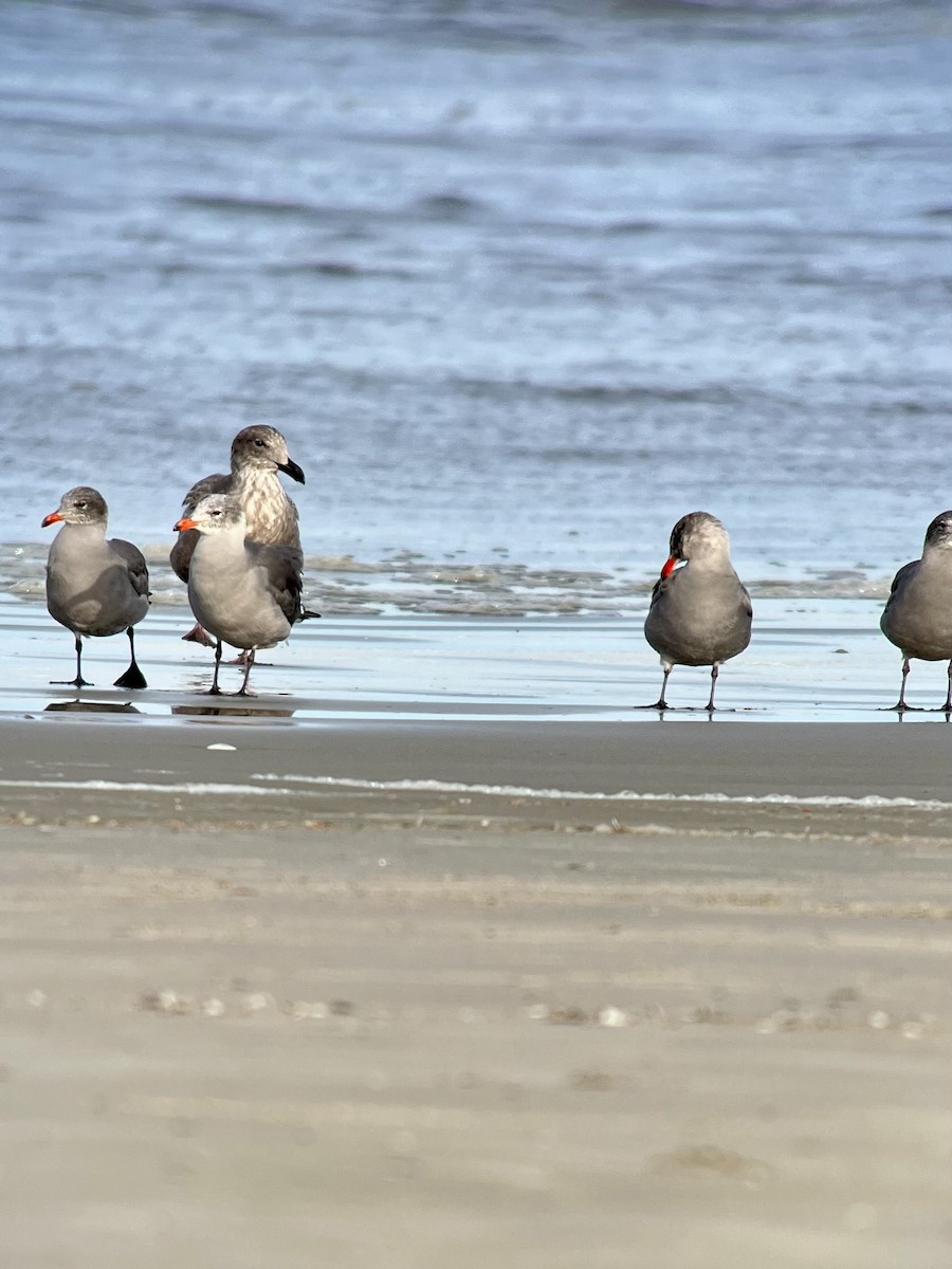 Heermann's Gull - ML644676820