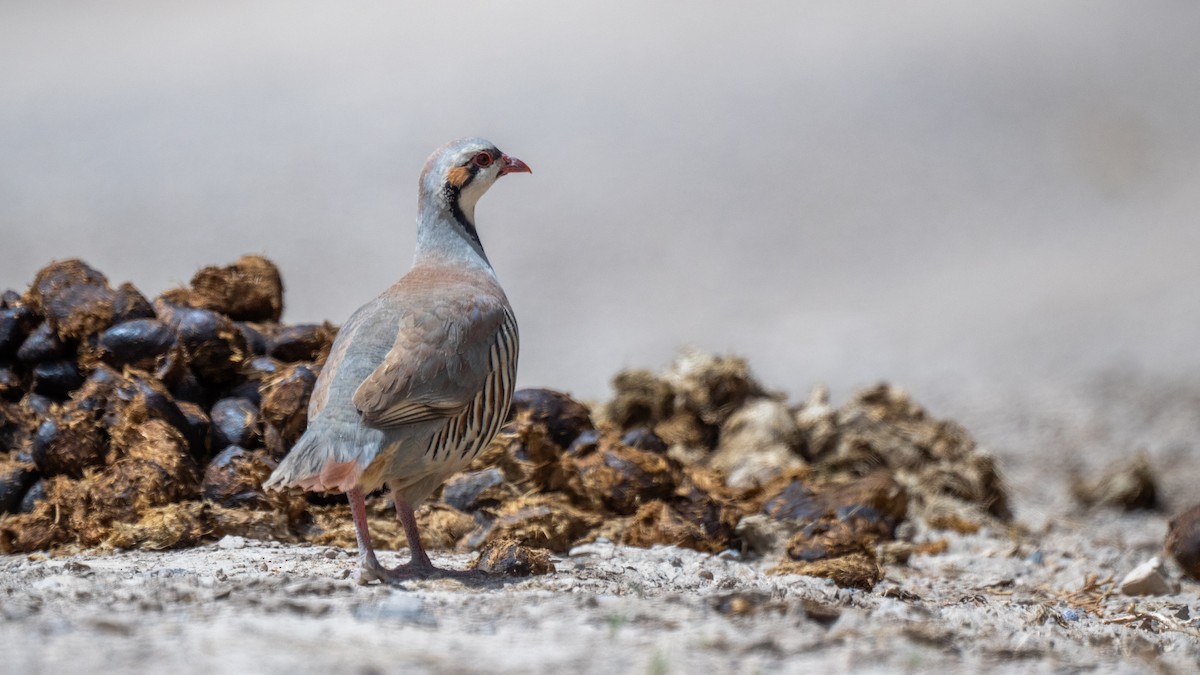 Chukar - ML644676822