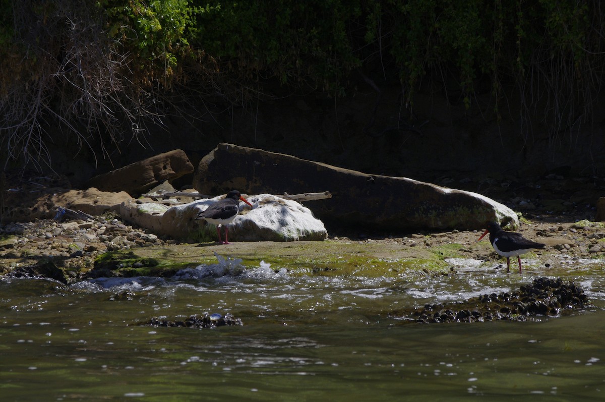 Pied Oystercatcher - ML644676823