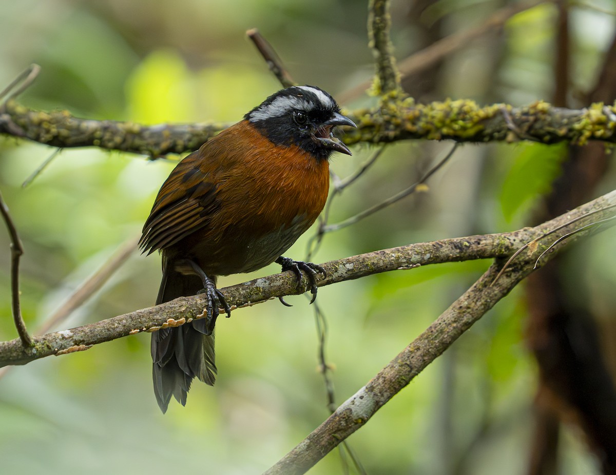 Tanager Finch - ML644676824