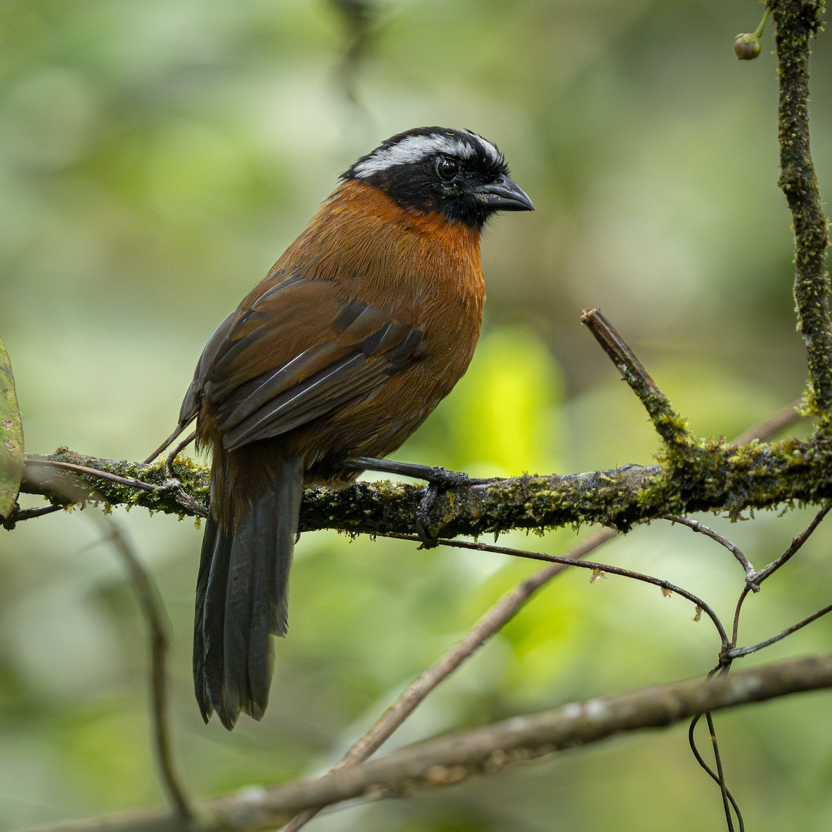 Tanager Finch - ML644676825