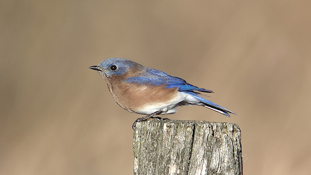 Eastern Bluebird - ML644676830