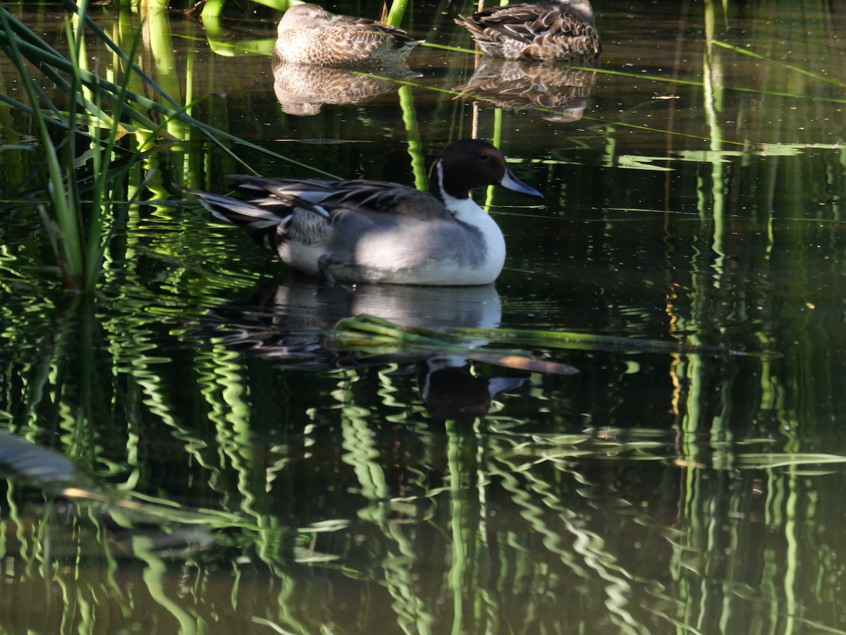 Northern Pintail - ML644676833
