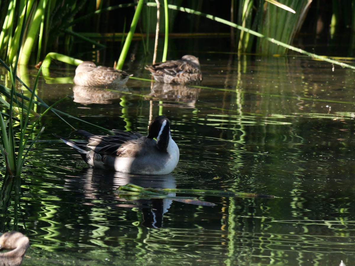 Northern Pintail - ML644676834