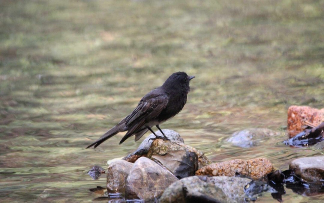 svartfibi - ML644676836