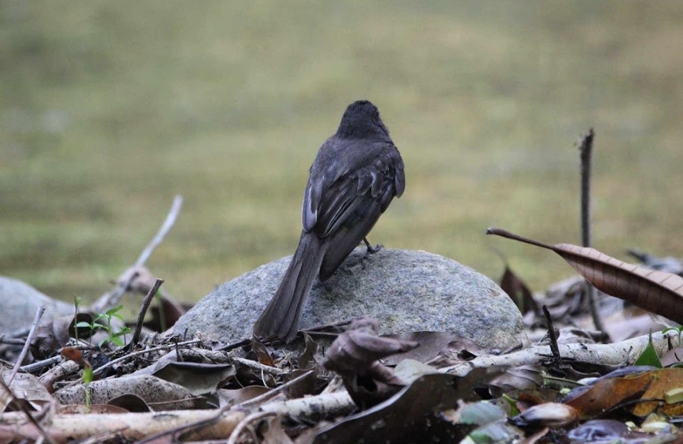 svartfibi - ML644676837