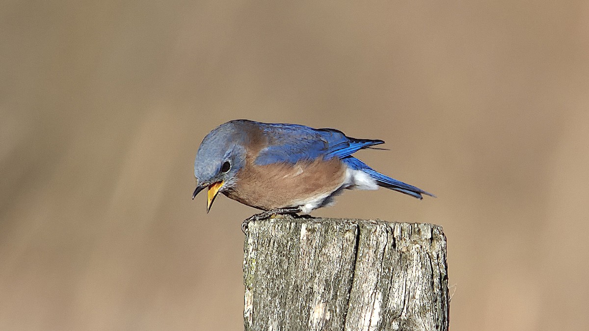 Eastern Bluebird - ML644676838