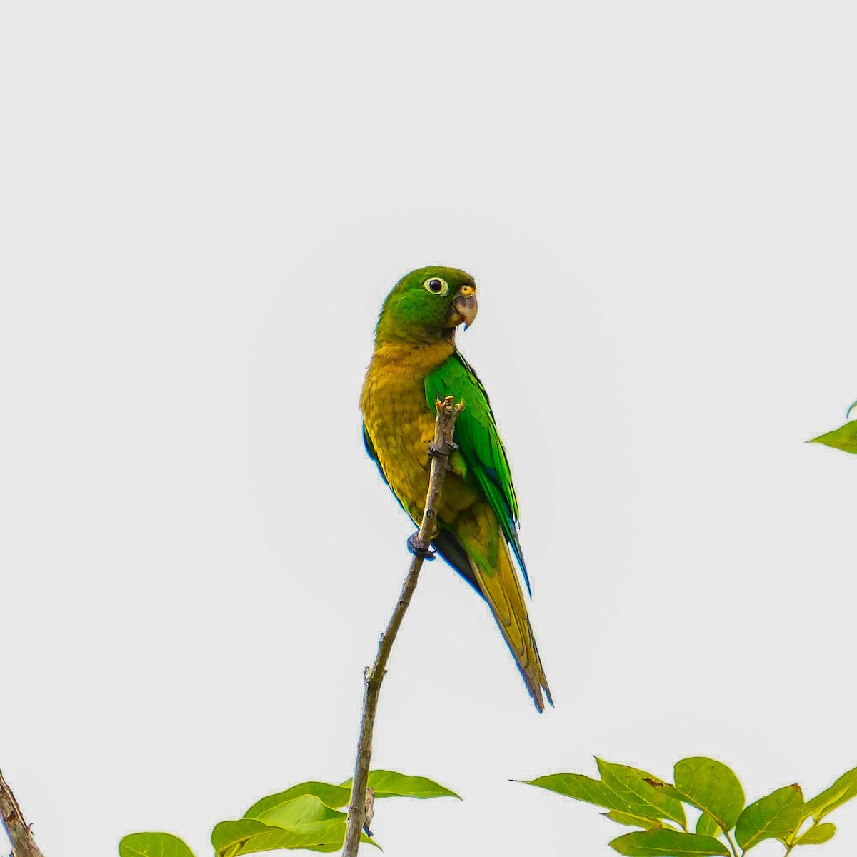 Olive-throated Parakeet - ML644676841