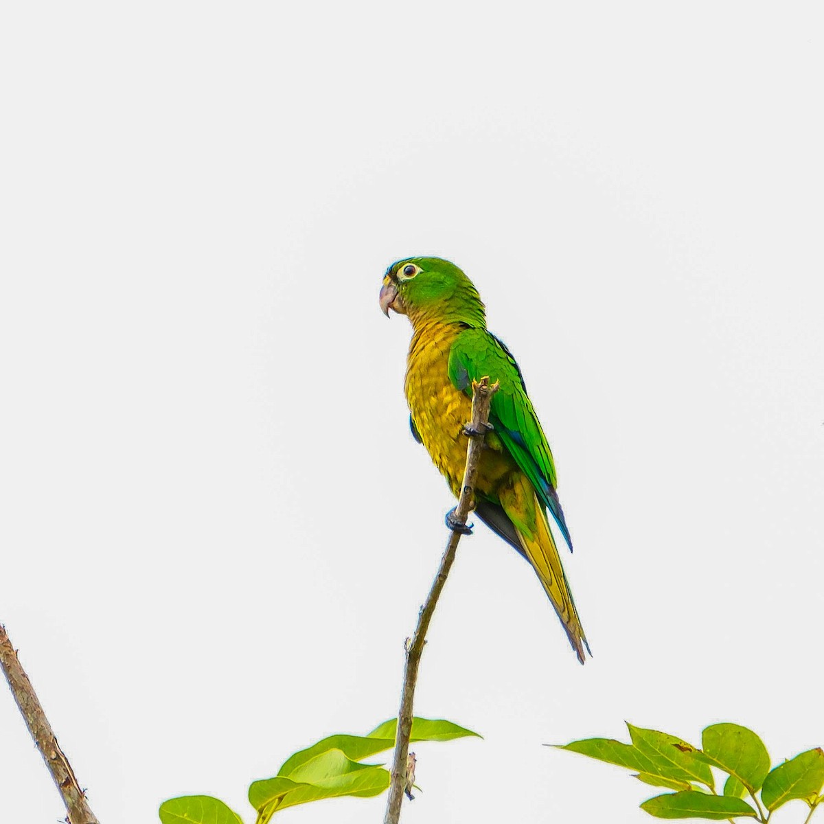 Olive-throated Parakeet - ML644676842