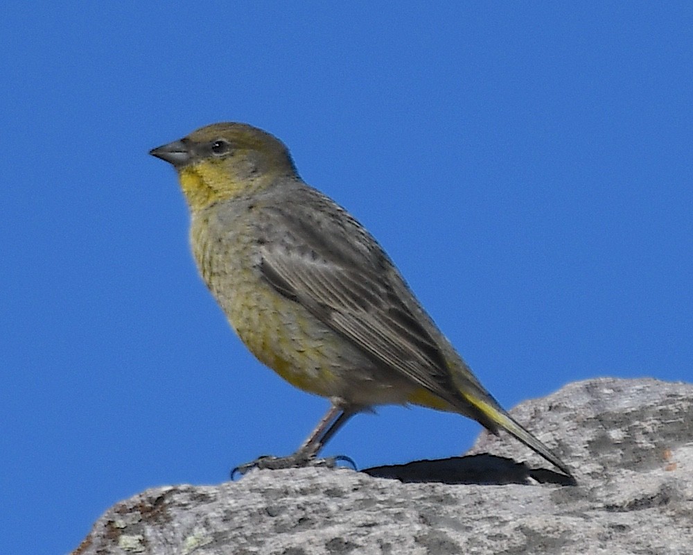 Greater Yellow-Finch - ML644676862