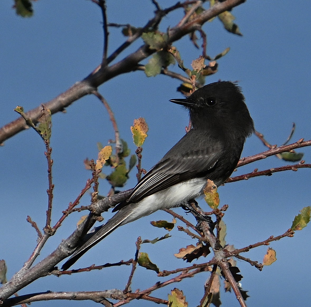 svartfibi - ML644676863