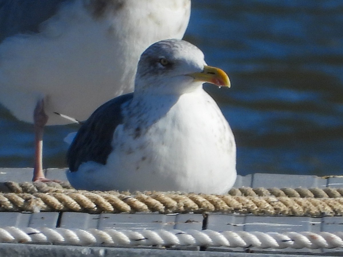 Gaviota Sombría - ML644676876