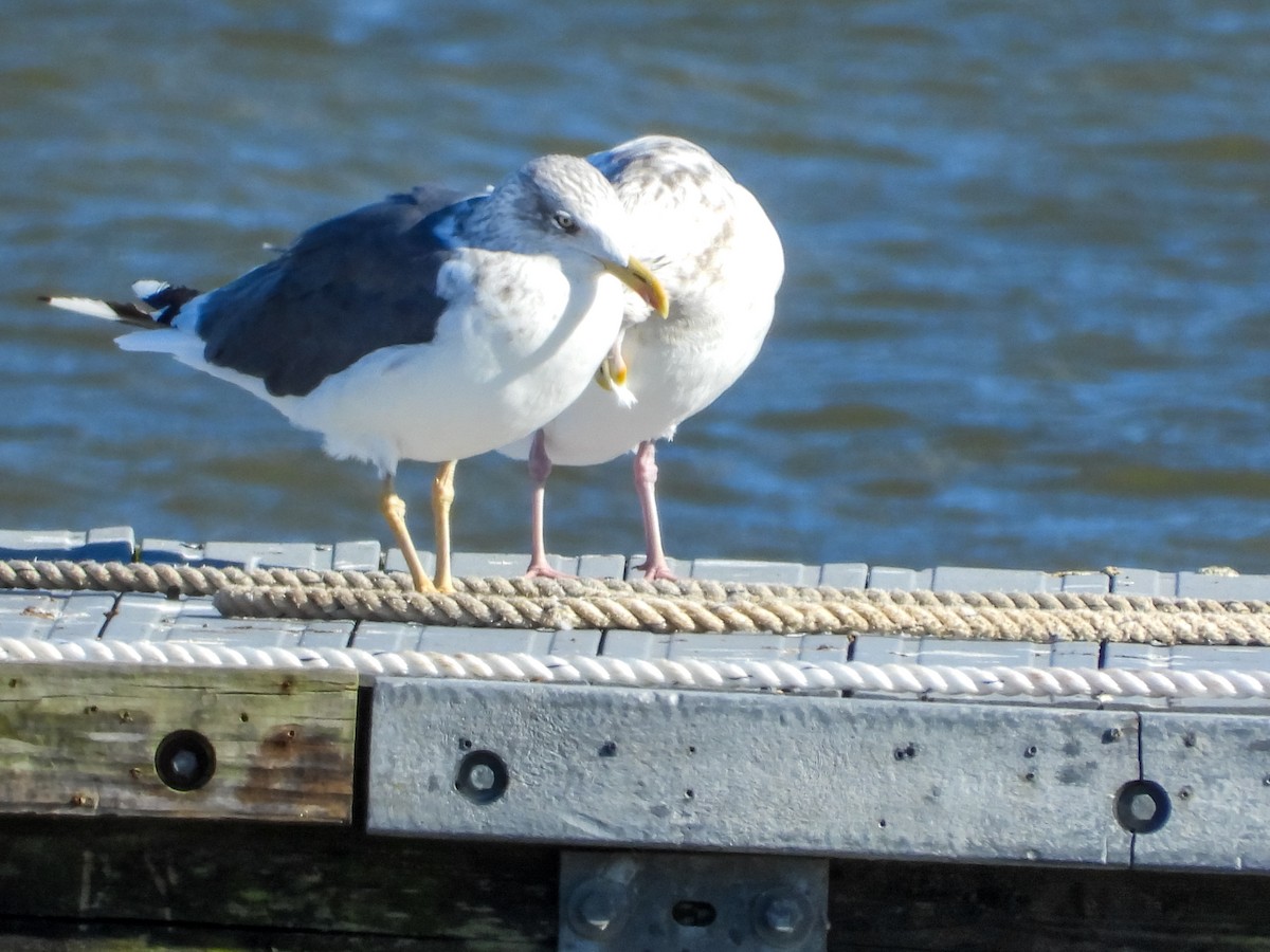 Gaviota Sombría - ML644676877