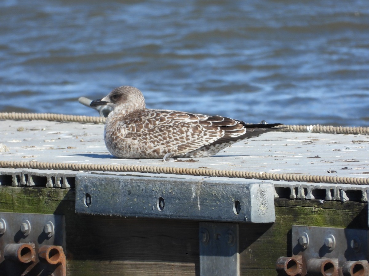 Gaviota Sombría - ML644676878