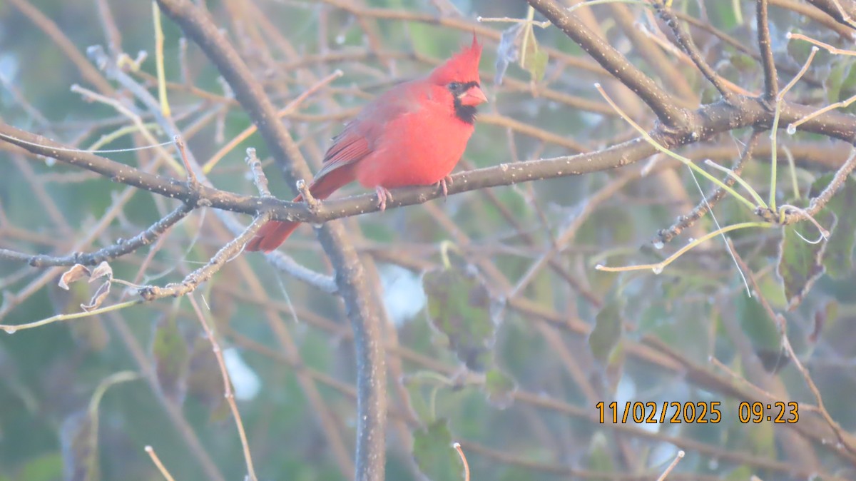 Красный кардинал - ML644676883