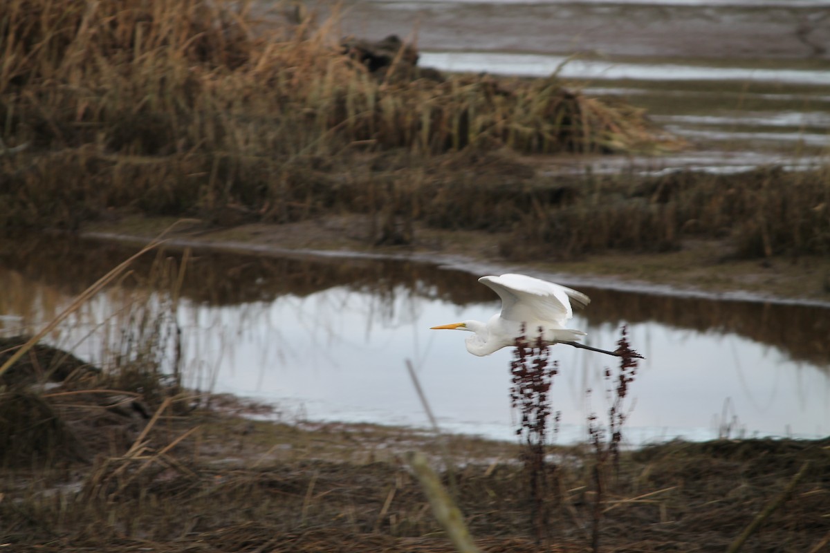 Great Egret - ML644676885