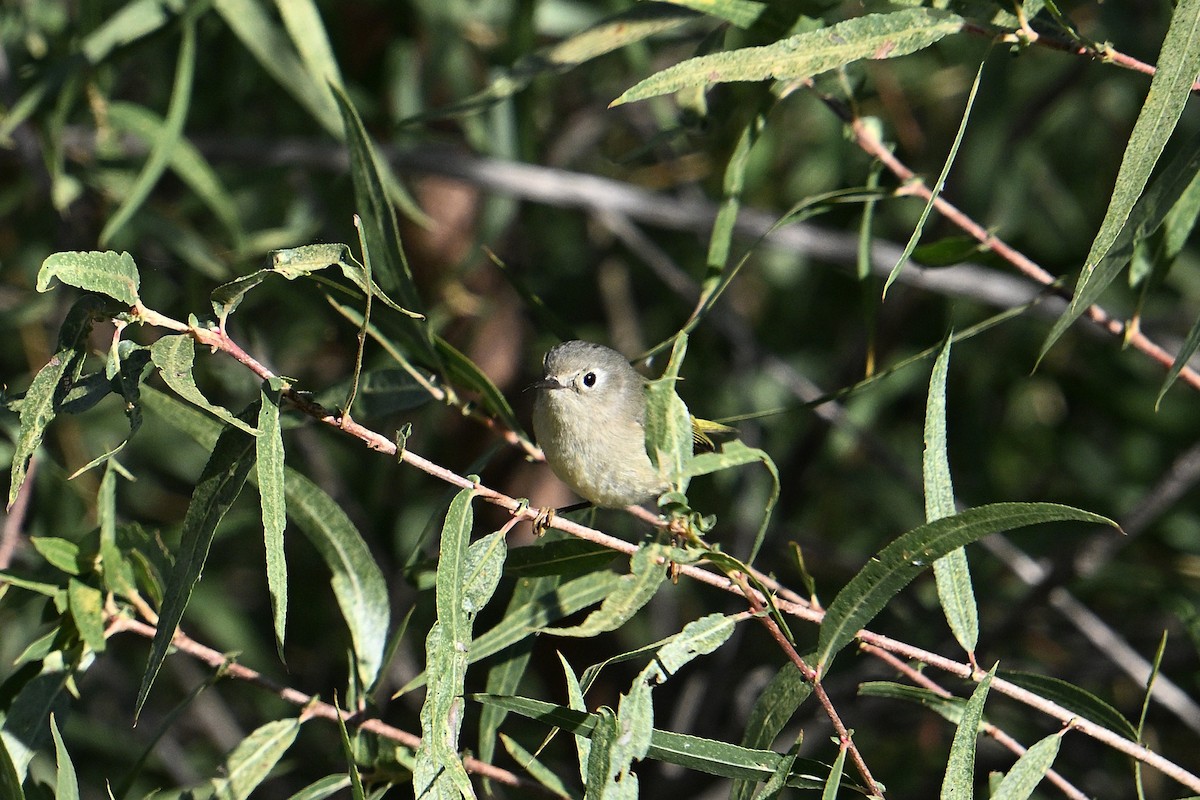 Ruby-crowned Kinglet - ML644676886