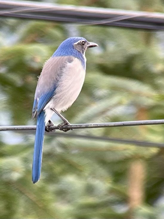 California Scrub-Jay - ML644676889