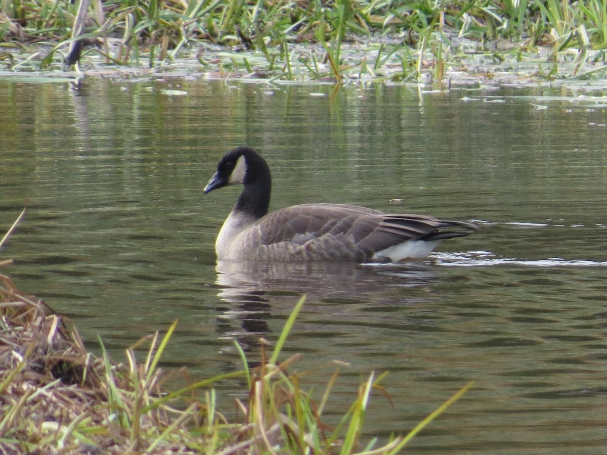 polargås - ML644676901