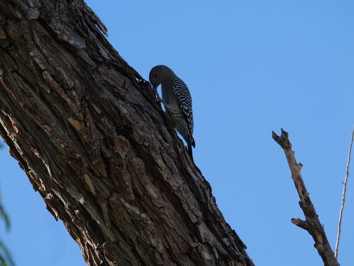 Gila Woodpecker - ML644676903