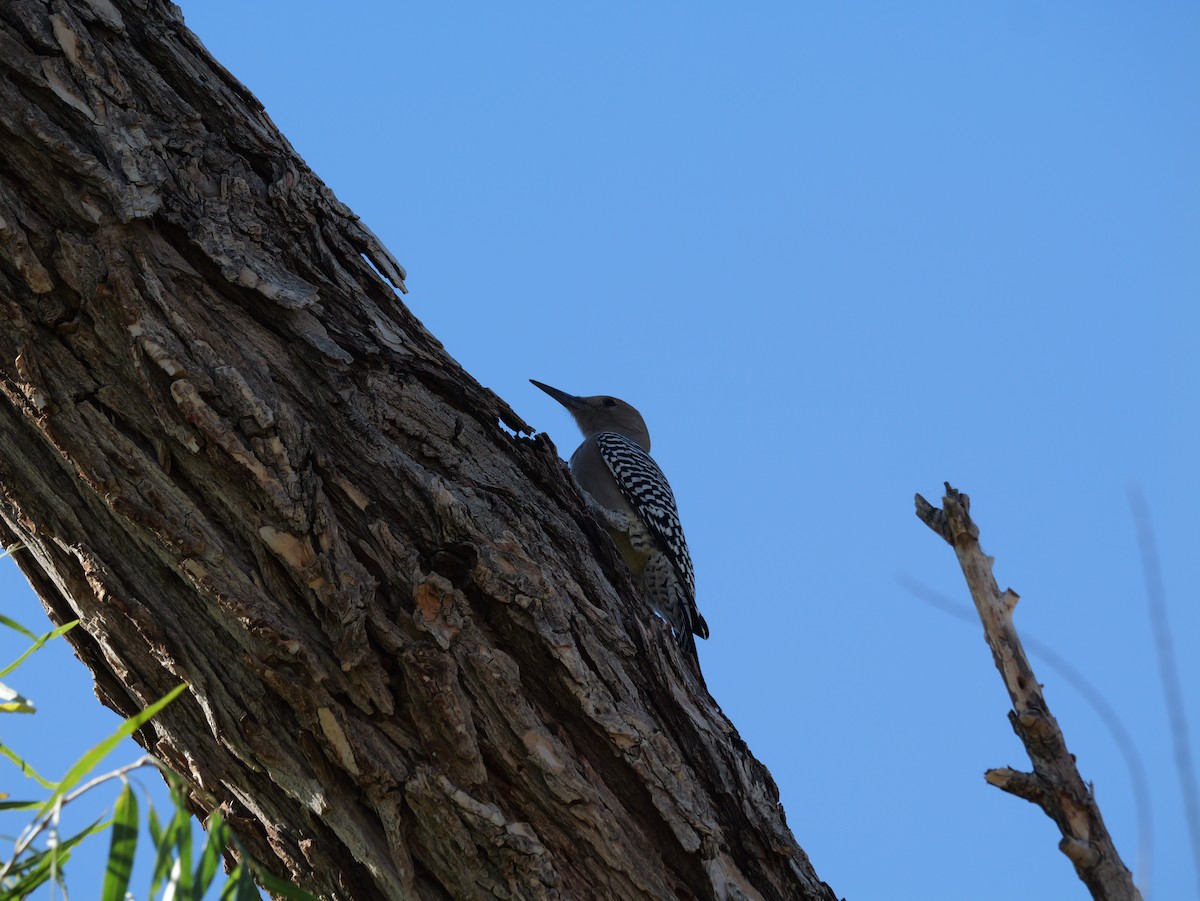 Gila Woodpecker - ML644676905