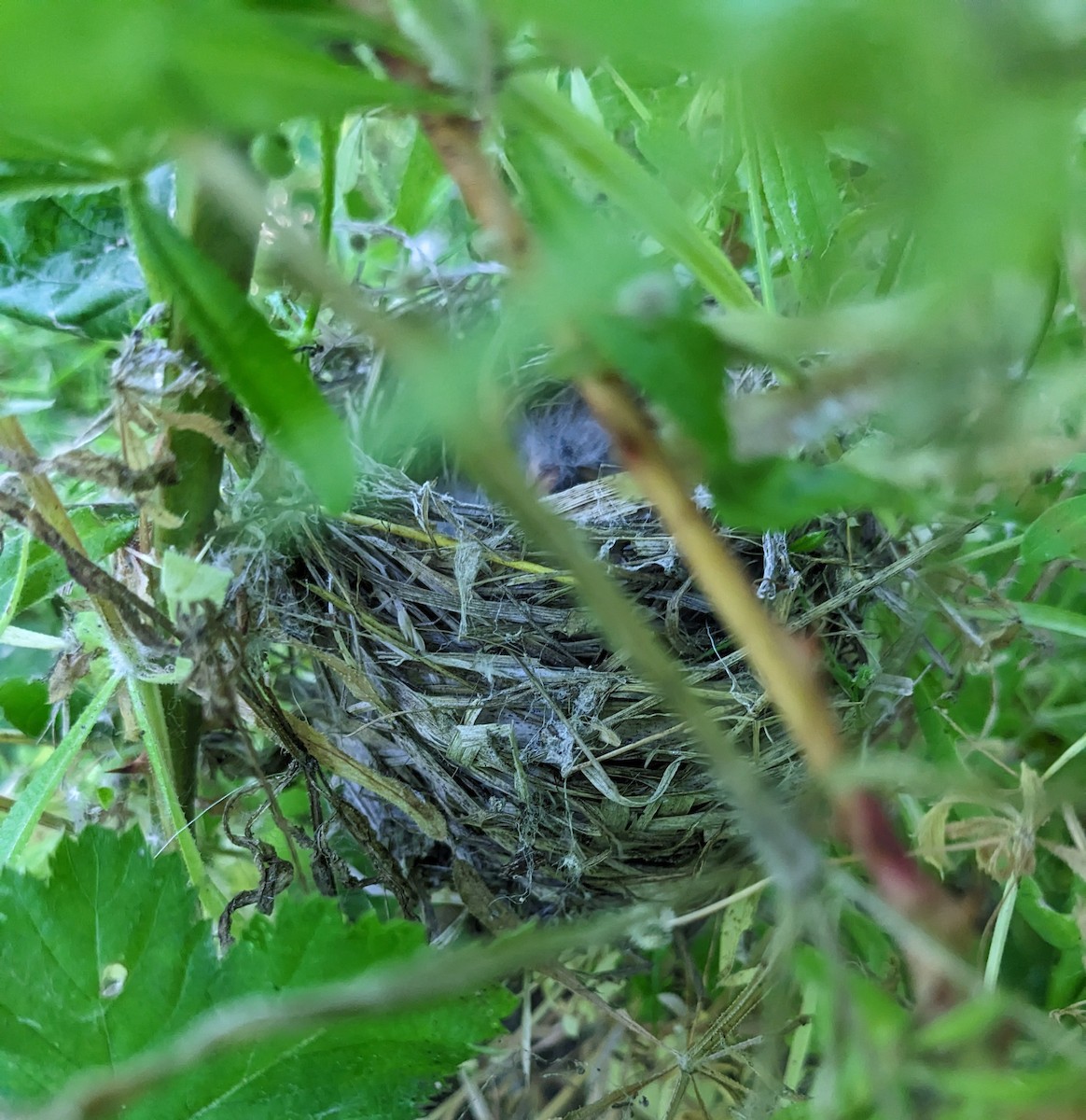 Lazuli Bunting - ML644676906