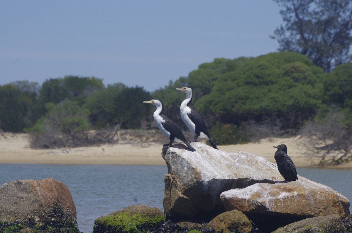Pied Cormorant - ML644676910