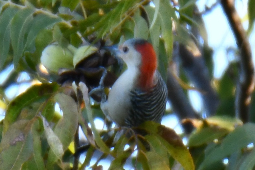 Red-bellied Woodpecker - ML644676915