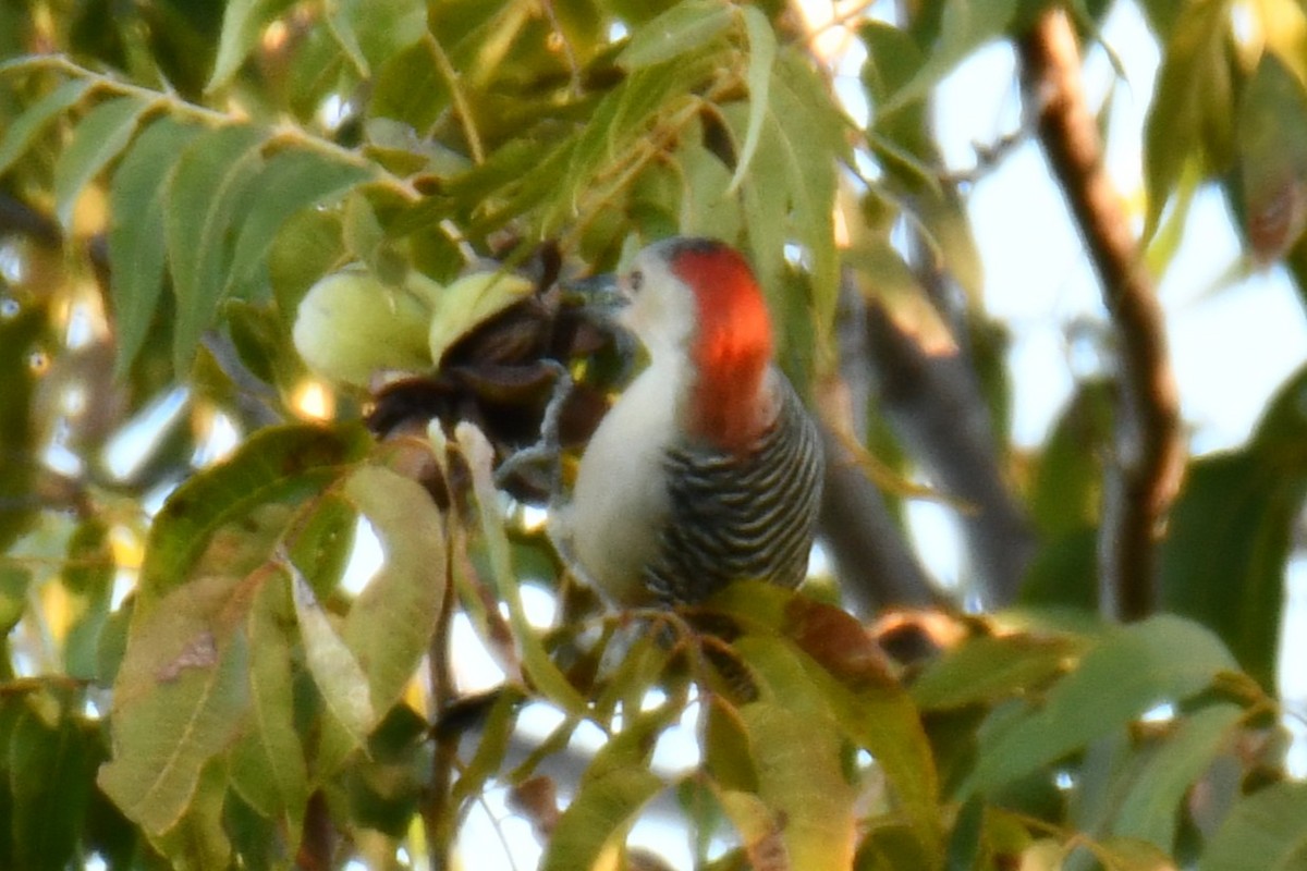 Red-bellied Woodpecker - ML644676916