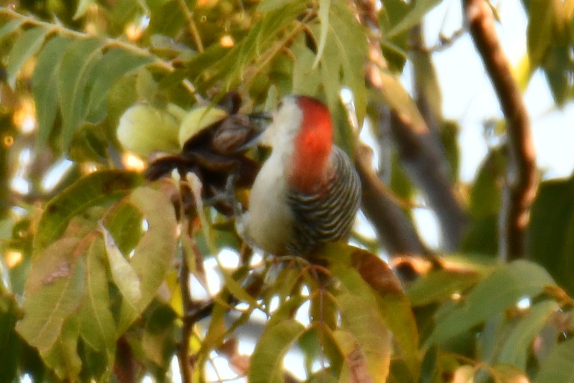 Red-bellied Woodpecker - ML644676917