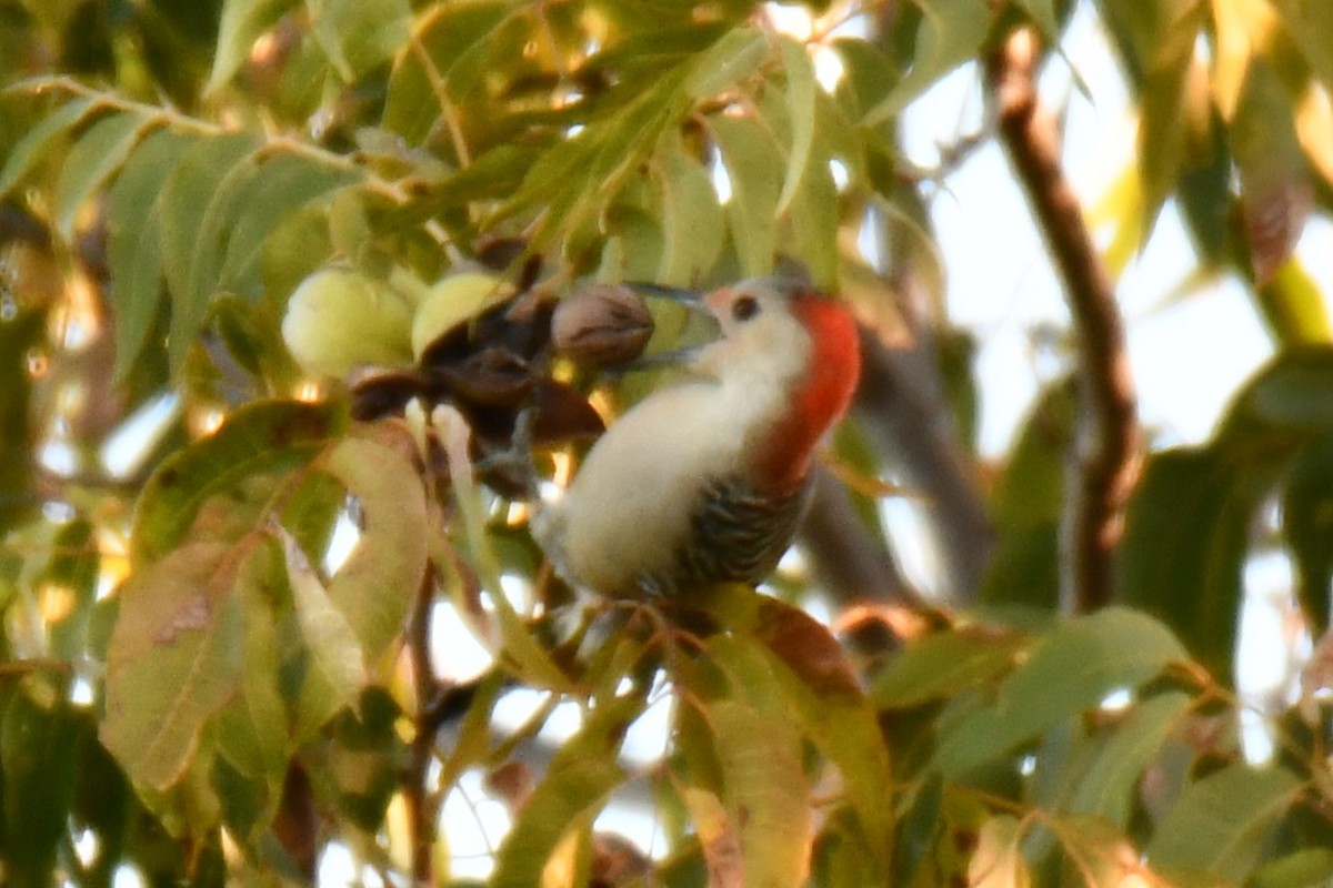 Red-bellied Woodpecker - ML644676918