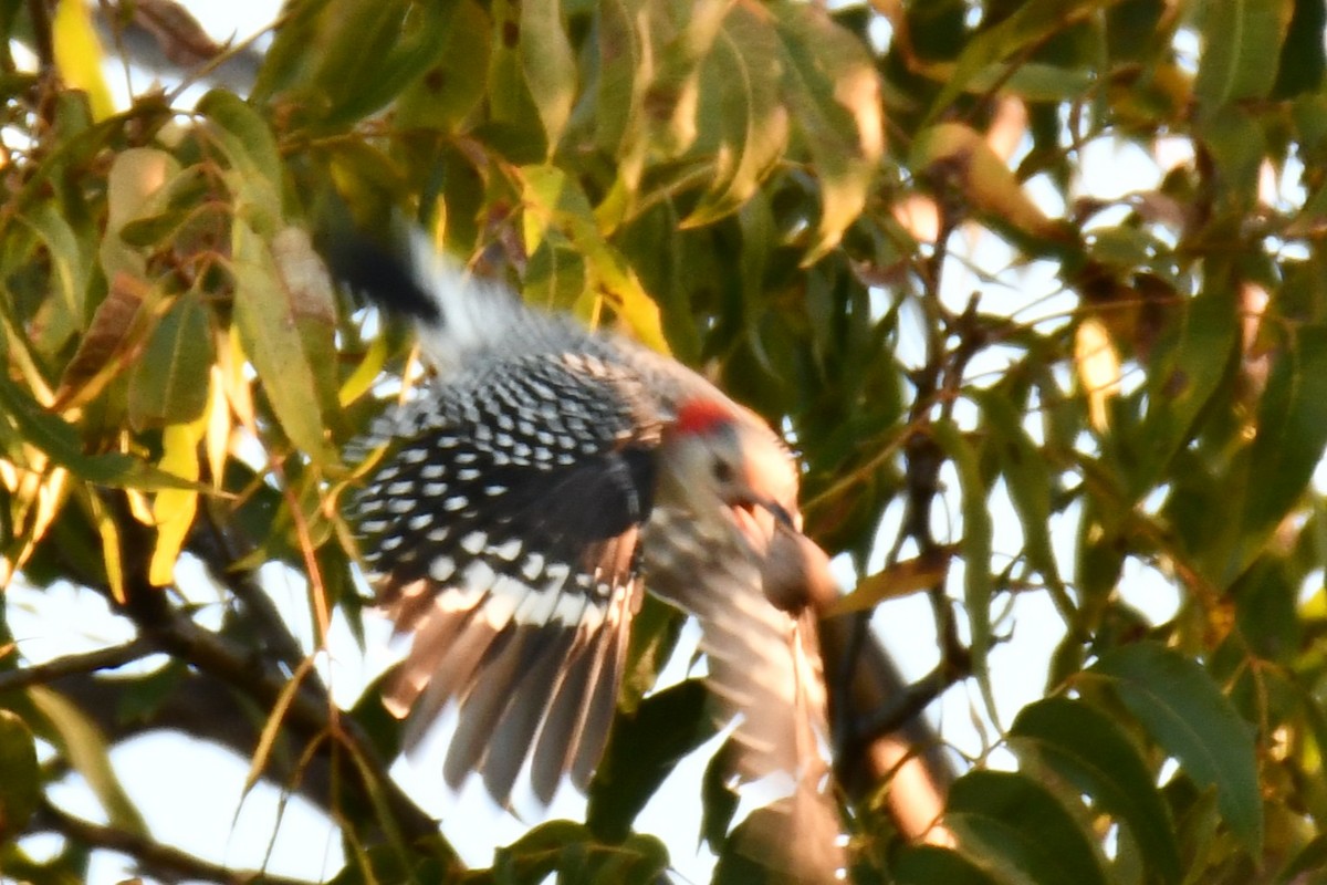 Red-bellied Woodpecker - ML644676919