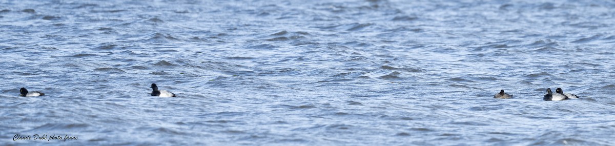 コスズガモ - ML644676925