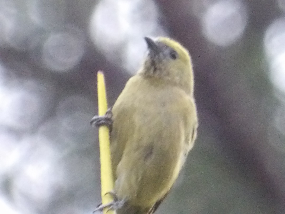 Palm Tanager - ML644676926