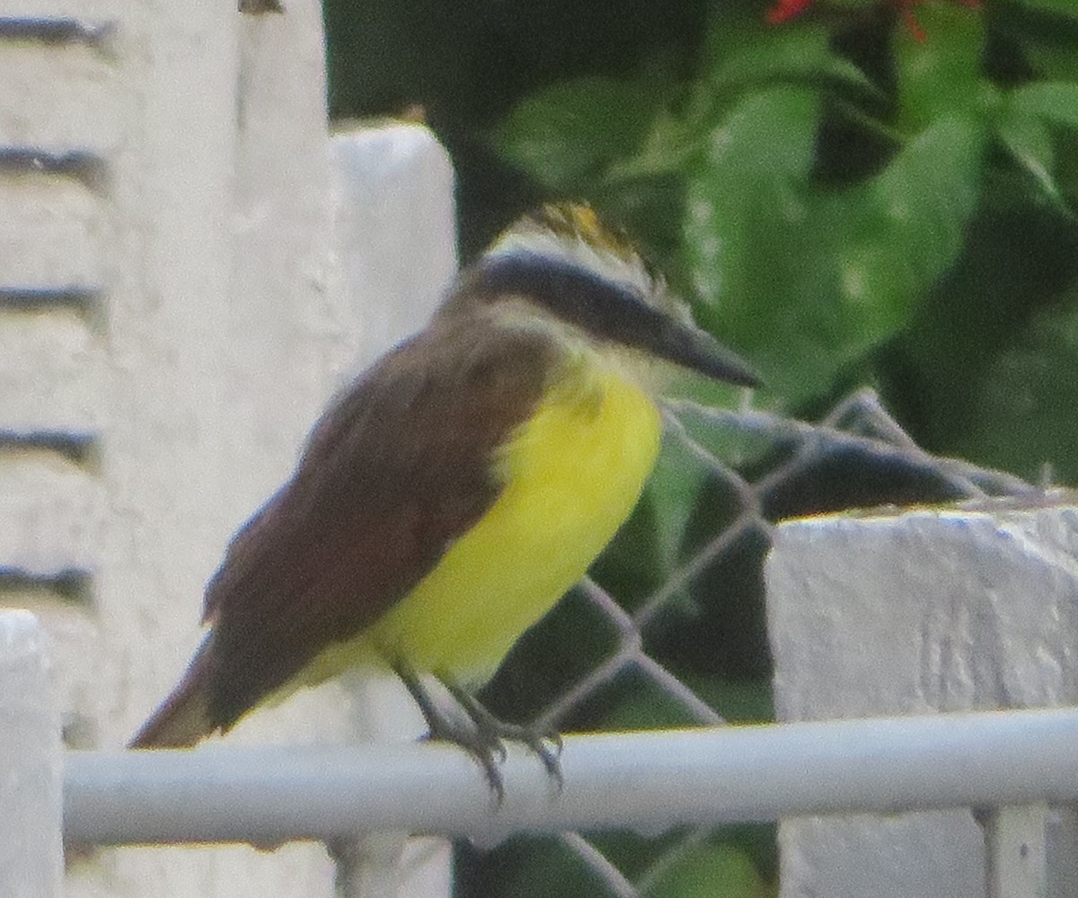 Great Kiskadee - ML644676928